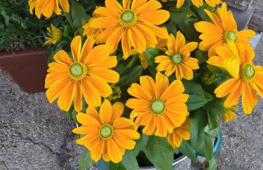 Schwarzwaldferienwohnung Oberle - Foto 35