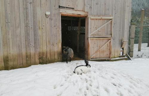La Gambas des Bois - Foto 67