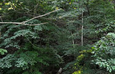 Rose Porch, Historic home on acre lot 25 min from Nashville - Photo 17