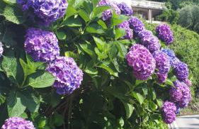 Apartment with Panoramic Lake View & Terrace in Pino, Lago Maggiore - Casa Roccia No 7 - Foto 16