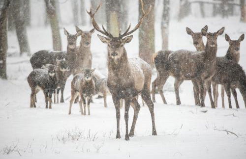 MCDreyer Ferienwohnung - Foto 55