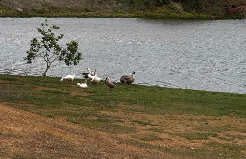 Recanto dos Sonhos Ninho Verde 2 - Foto 22