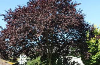 Ferienwohnung Lohrenz - Foto 49