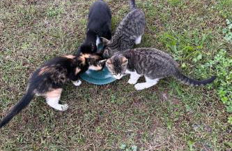 Apartment am Schwielochsee by Interhome - Photo 13