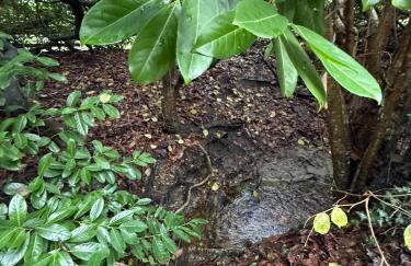 Cosy Forest Cottage Log Fire Ponies Walks - Foto 9