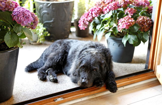 Ferienresort am Mattenweg - Foto 38