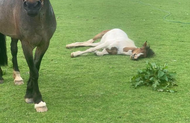 Cute and Cosy Shepard hut With Wood Fuel hot tub - Foto 9