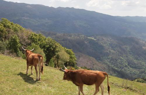 Casa de Ladreda - Foto 46