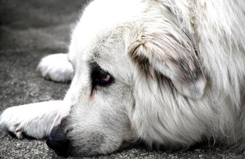 Maison Lagrave - Foto 30