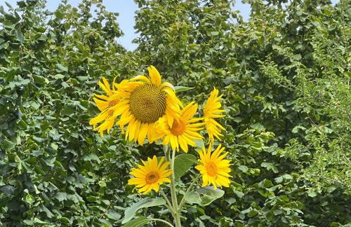 Haus Marta - Photo 66