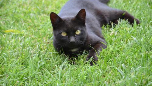 Casa LLovet - Foto 2