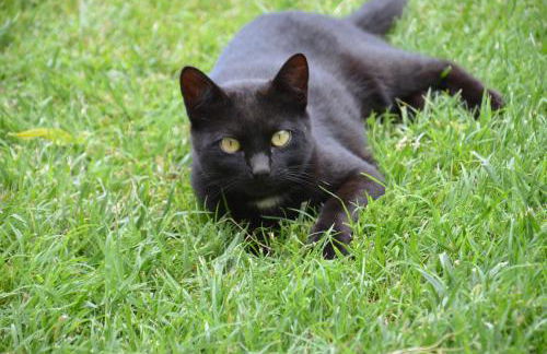 Casa LLovet - Foto 2