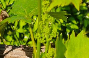 Apartman Goran - 130m Radiochirurgia - Foto 71