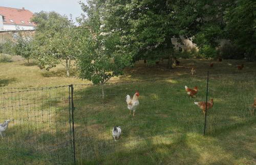 Jennys Hofladen - Foto 14