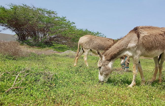 Villa Maris Ecolodge - Foto 36
