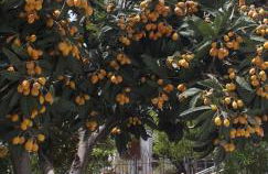 Lemonokipos, holiday house with private pool - Foto 51