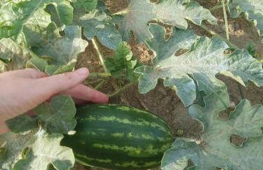 Sylvia's Village Home - Foto 37