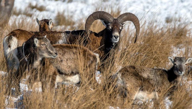 Excursión al Parque Nacional De Hoge Veluwe - Foto 2, Muflón en el Parque Nacional De Hoge Veluwe