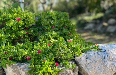 House Radojka - Foto 48