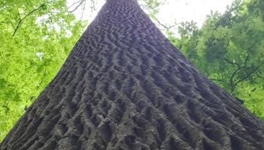 La Folie Hubert - Photo 3, Other