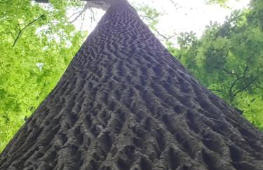 La Folie Hubert - Photo 3