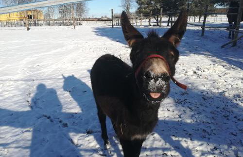 Pensjonat Przy Stajni - Foto 45