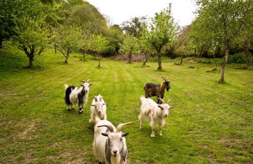 Glamping 1970 American Airstream motorhome - Foto 10