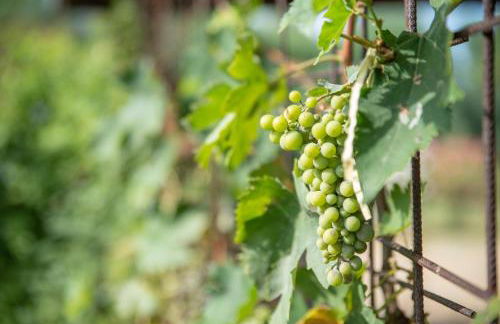 Villetta Corbezzolo - Foto 7