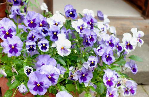 'kiek In' Fewo Schellberg - Foto 17