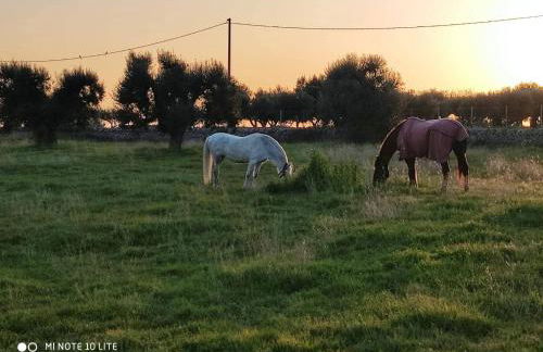 Masseria Le Mesolecchie - Foto 22
