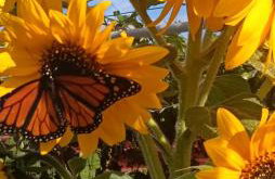 CASA GRANDE FINCA EL CALABRES - Foto 40