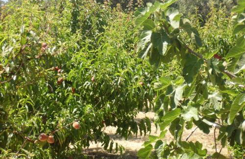 Stella Di Sicilia - Foto 41