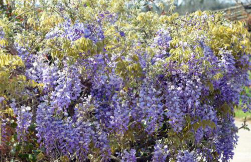 Il Casale degli Ulivi - Foto 42