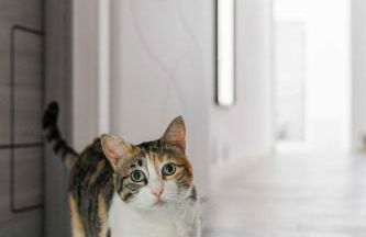 Il gatto Franco - Photo 1