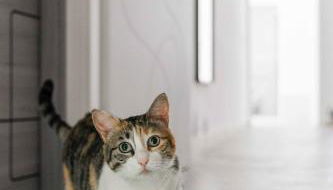 Il gatto Franco - Foto 1