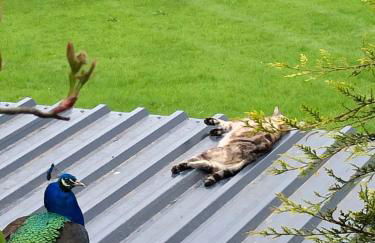 The Peacock Shepherds Hut at Hafoty Boeth - Photo 60
