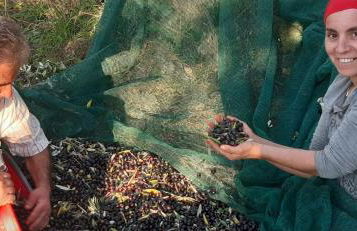 Agriturismo Gli Antichi Sapori - con stazione di ricarica veicoli elettrici - Foto 35