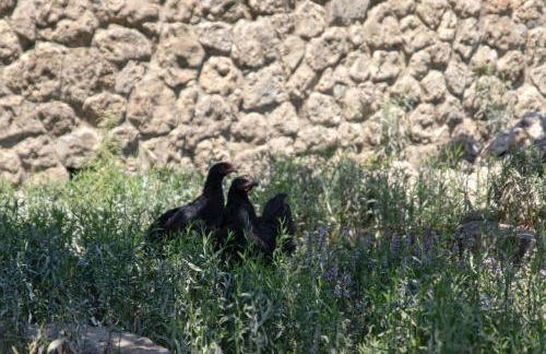 The Red Bougainvillea Apartments - Foto 79