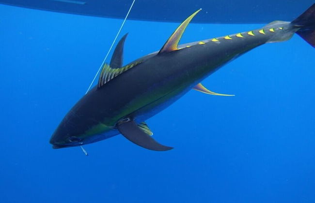 Vanuatu Uncharted Sport Fishing Lounge - Foto 31