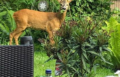 Modernes 5-Sterne-Ferienhaus im Maisonettenstil in DAMP - Foto 12