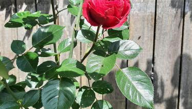 Appartamento Carla - Foto 5