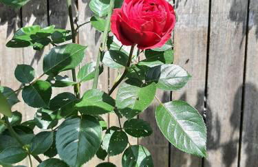 Appartamento Carla - Foto 5