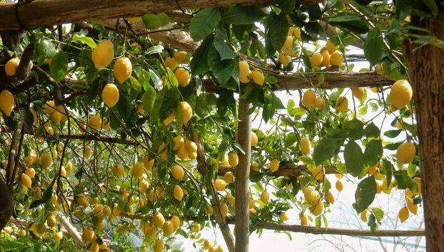 Uno dei limoneti che vedremo