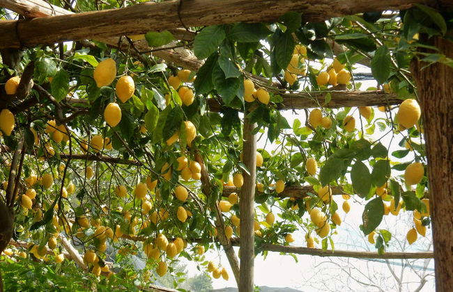 Trekking sul Sentiero dei Limoni - Foto 3