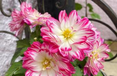 The Apple Press - Sweethay - Foto 43