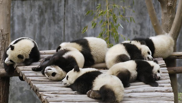 Journée complète à Chengdu : Découverte exceptionnelle des pandas - Visite privée - Photo 2