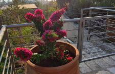 Πέτρα, Ελιά και Λεβάντα - Foto 44