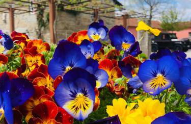 Quinta de Maderne - Foto 59