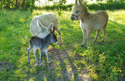 Ferienwohnung Hobbyhof Deggenhausertal - Photo 7