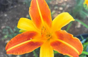 Villa Botanica - Lush Garden and Pool Oasis - Foto 12